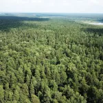 Участок леса с 200-летними соснами взяли под охрану в Алтайском крае