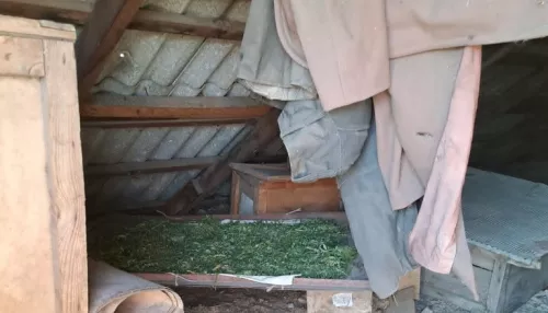 Житель Алтайского края разложил на крыше полкило марихуаны, чем привлек полицию