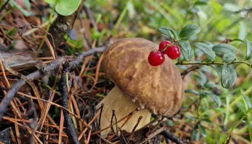 Жители Алтайского края находят в лесах килограммовые грибы
