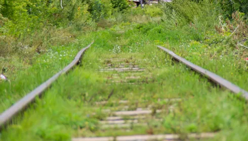 Забытые пути: как прибрежная железная дорога в Барнауле заросла зеленью. Фото
