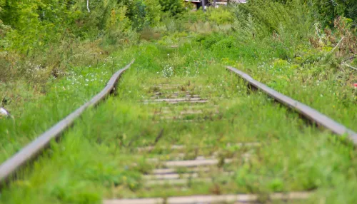 Забытые пути: как прибрежная железная дорога в Барнауле заросла зеленью. Фото