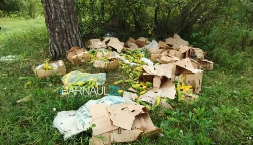 Барнаульцы обнаружили в ленточном бору кладбище огурцов
