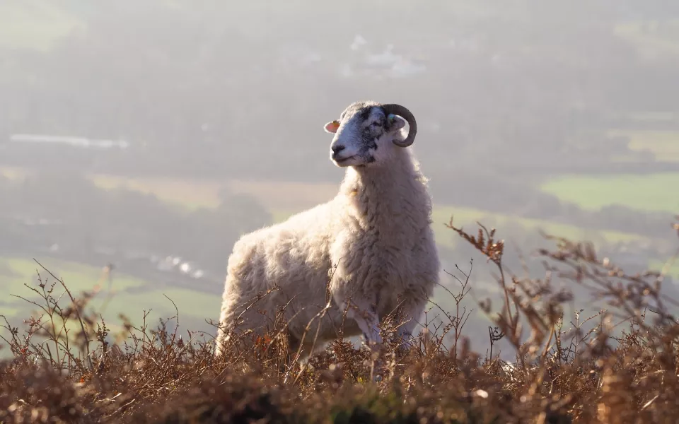 Жительница Горного Алтая продала сельчанину несуществующих баранов