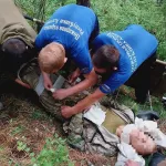 На Алтае сборщика шишек эвакуировали из тайги после падения с кедра
