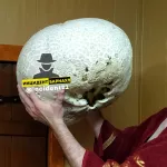 Дождевик весом 9 кг нашли грибники в Алтайском крае