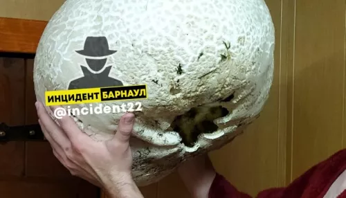 Дождевик весом 9 кг нашли грибники в Алтайском крае