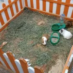 Алтайские зоозащитники проверили контактный зоопарк с накачанными животными