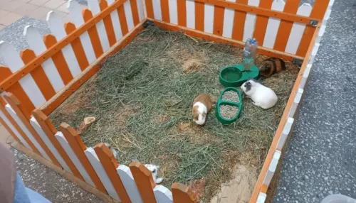 Алтайские зоозащитники проверили контактный зоопарк с накачанными животными