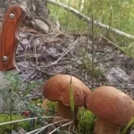 Нагрибачились: жители Алтайского края центнерами выносят из леса грибы
