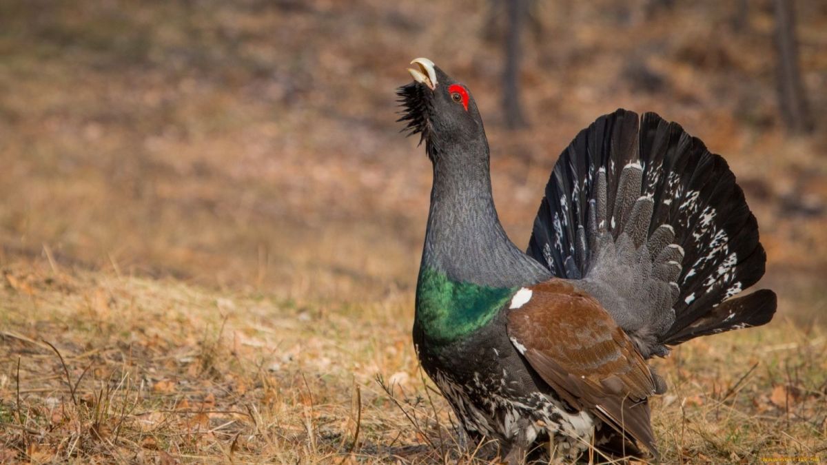 В Алтайском крае скоро откроют сезон охоты на птицу