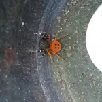 Жители Алтайского края обнаружили редкого ядовитого паука