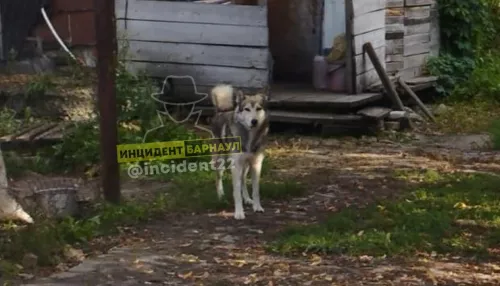 В Барнауле бродячая собака за неделю покусала двоих детей