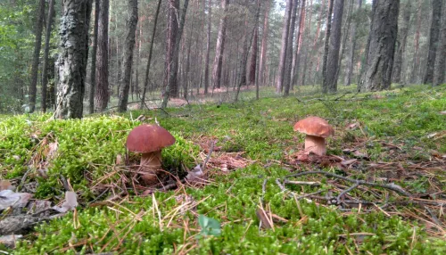 Последний день лета: в Алтайском крае наступила самая грибная пора