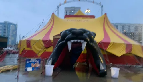 В Барнауле девушка-акробат упала с высоты во время выступления в цирке