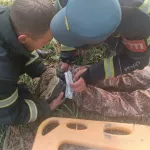 На Алтае сборщик орехов упал с дерева и потерял сознание