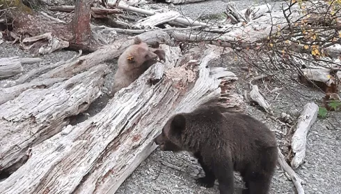 Спасенных алтайских медвежат выпустили в дикую природу
