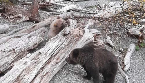 Спасенных алтайских медвежат выпустили в дикую природу