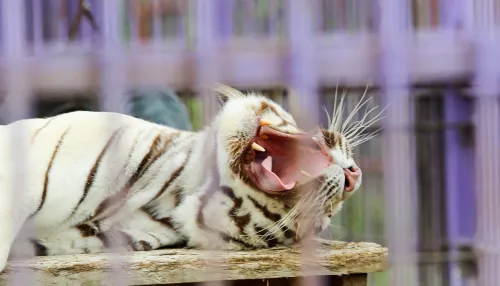 Подарок всем женщинам: зоопарк Барнаула откроет посетительницам свободный вход