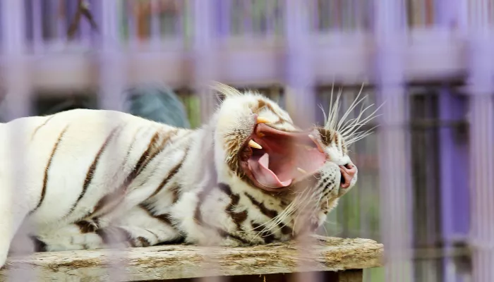 Подарок всем женщинам: зоопарк Барнаула откроет посетительницам свободный вход