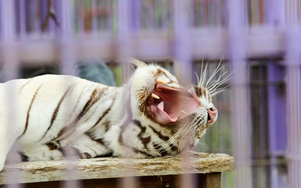 Подарок всем женщинам: зоопарк Барнаула откроет посетительницам свободный вход