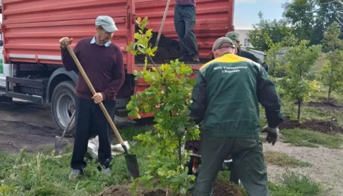 Осеннее озеленение Барнаула продолжается: в городе высадили сотни деревьев