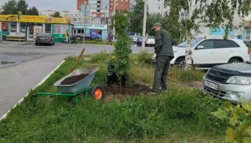 Стало известно, на каких улицах Барнаула осенью высадят новые деревья
