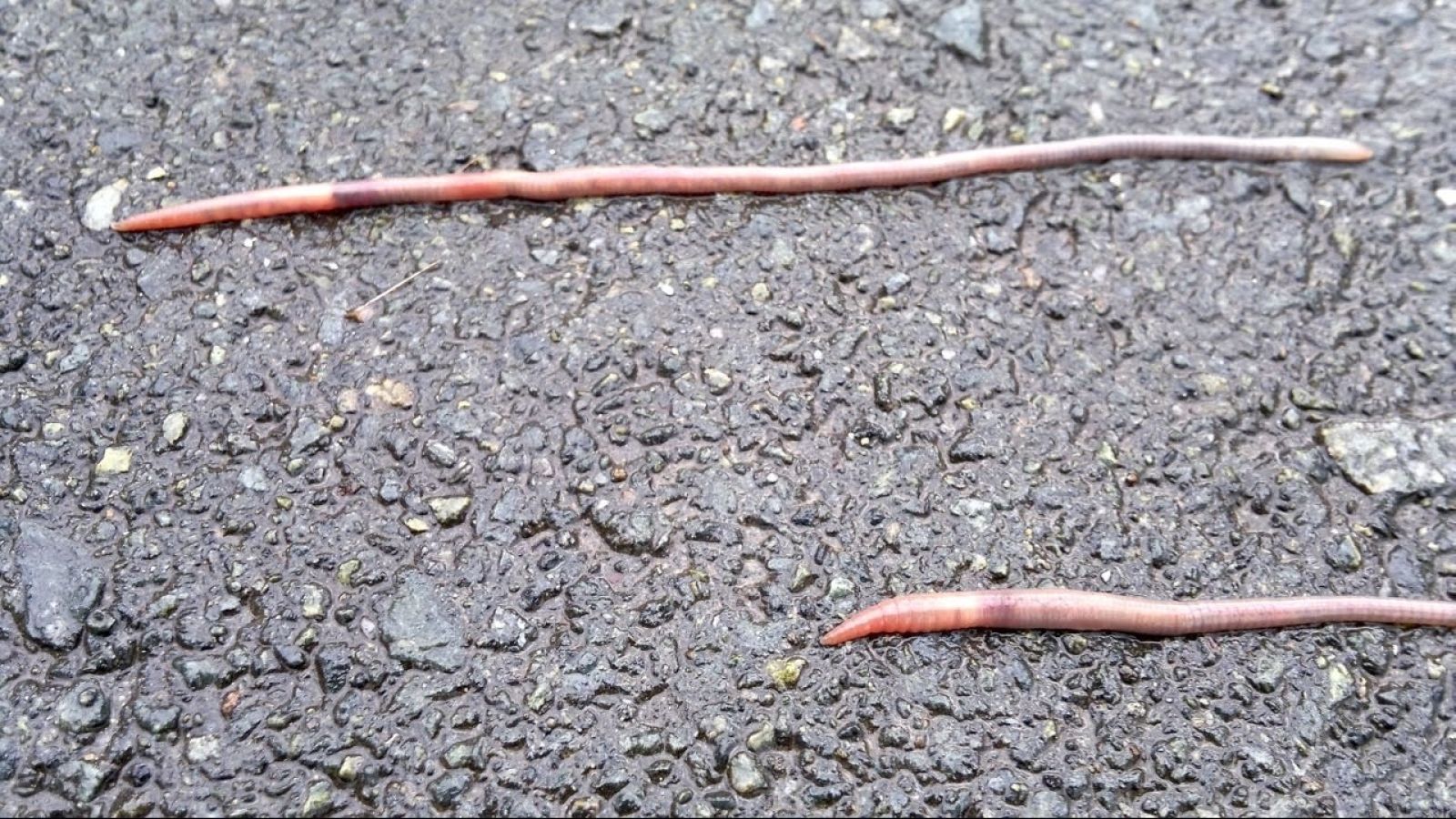 Почему червяки выползают после дождя. Дождевой червь на дороге. Червячки на трассе резина.