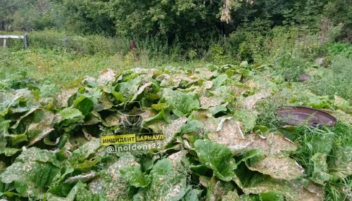 В Смоленском районе начали проверку жалоб на травлю огородов