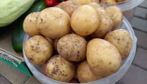 Самый народный овощ. Что говорят жители Алтайского края о картошке в этом году