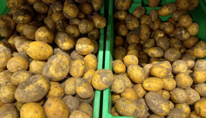 Цены на картофель резко взлетели за месяц в Алтайском крае