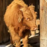 В барнаульском зоопарке показали подросшего шотландского бычка
