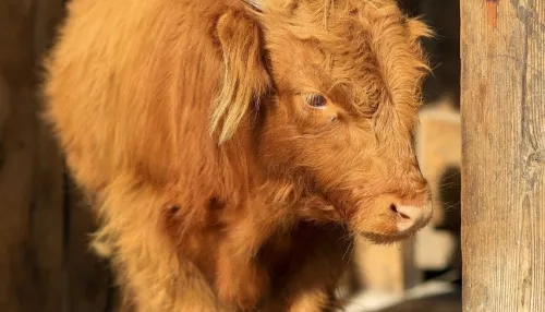 В барнаульском зоопарке показали подросшего шотландского бычка