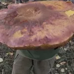 Сибирячка нашла в лесу гигантский гриб размером больше головы