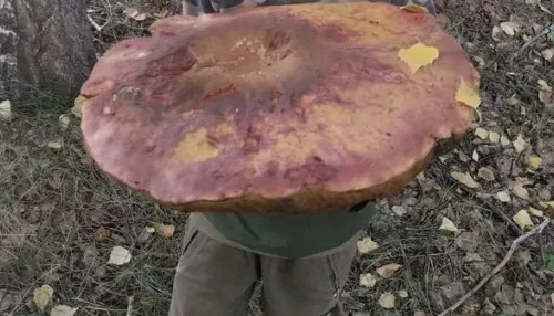 Сибирячка нашла в лесу гигантский гриб размером больше головы