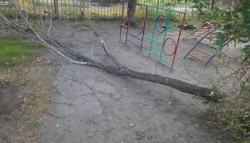 В бийском детсаду на четырехлетнего мальчика рухнула огромная ветка дерева