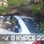 В Барнауле огромное дерево рухнуло на припаркованный Ford