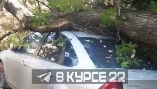 В Барнауле огромное дерево рухнуло на припаркованный Ford