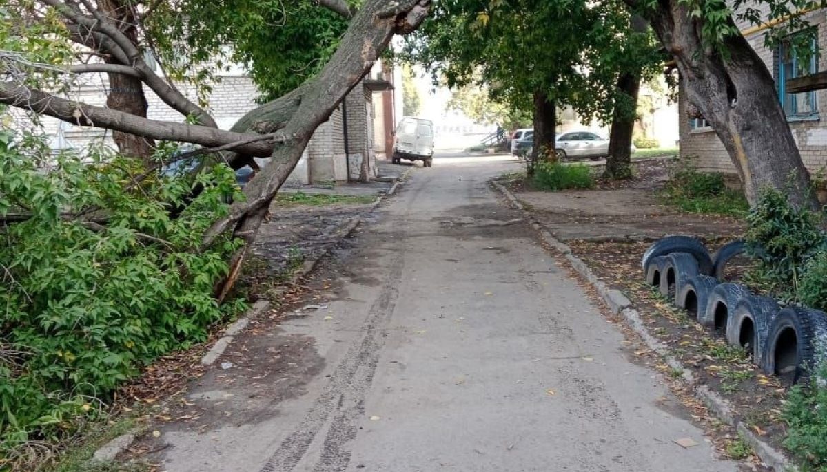 В Барнауле дерево нависло над тротуаром во дворе дома - Толк 17.09.2023