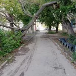 Жители Барнаула опасаются обрушения дерева на людей