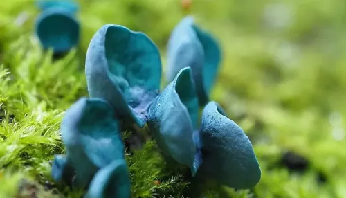 Алтайский фотограф показала мир удивительных мини-грибов