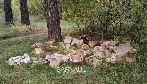 В Барнауле в лесу нашли свалку никому не нужных кабачков