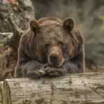 Медведь забрел в деревню под Новосибирском и разорил пасеку
