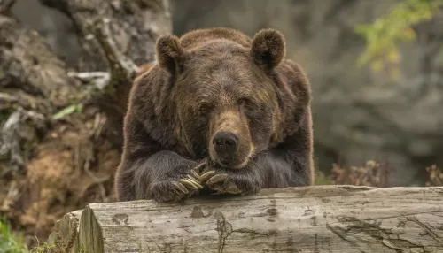 Медведь забрел в деревню под Новосибирском и разорил пасеку