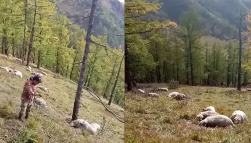 В Горном Алтае ударом молнии убило целую отару овец