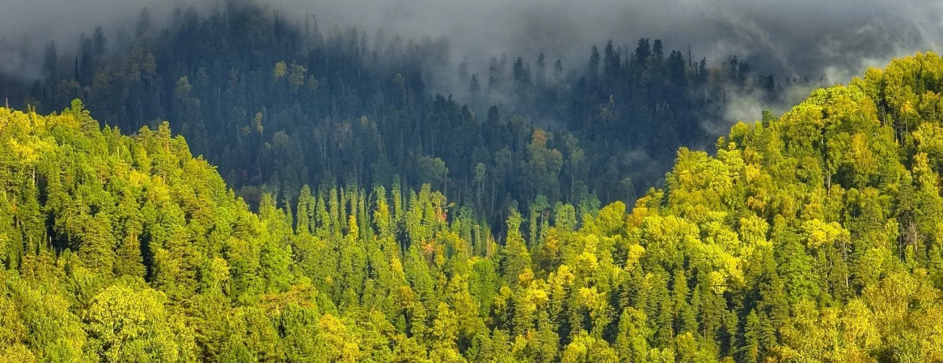 Фотографы показали, как осень тронула позолотой алтайскую тайгу
