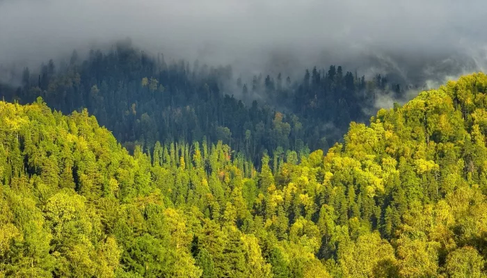 Фотографы показали, как осень тронула позолотой алтайскую тайгу