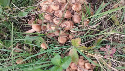 В Алтайском крае ведрами рвут опята и находят редкий фиолетовый гриб