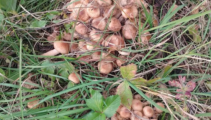 В Алтайском крае ведрами рвут опята и находят редкий фиолетовый гриб