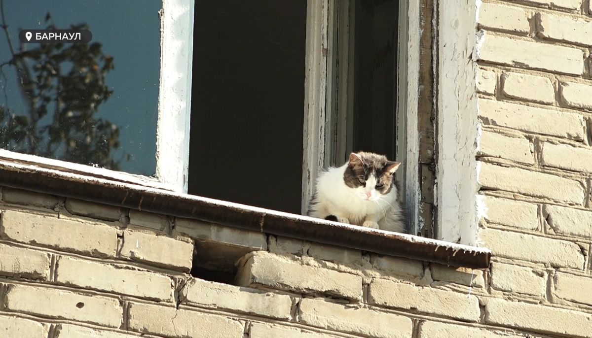 Почему жильцы многоэтажки в центре Барнаула бьют тревогу - Толк 26.09.2023