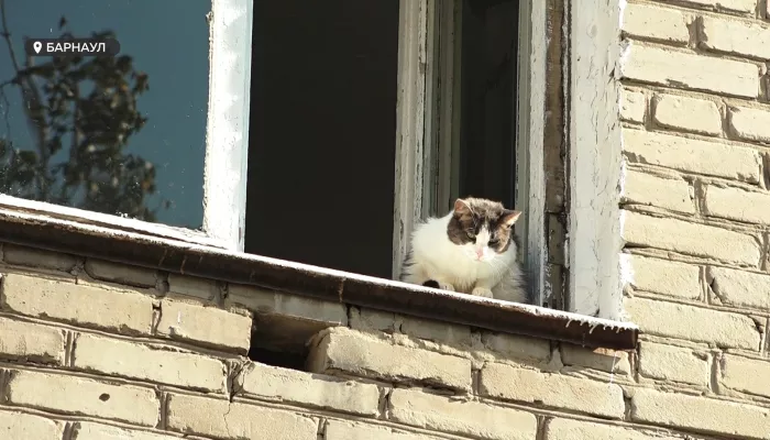 Жильцы многоэтажки в центре Барнаула бьют тревогу из-за состояния дома
